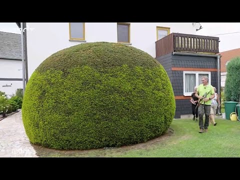 Eibe stark zurückschneiden