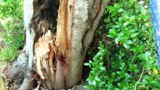 A Vida Poema de António Nobre.wmv