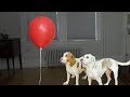 Dogs Vs Haunted Red Balloon Ghost
