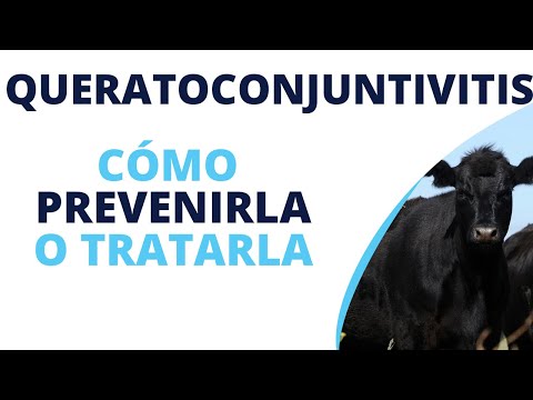 , title : 'Tratamiento de queratoconjuntivitis infecciosa de los bovinos'