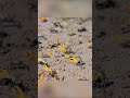 Fiddler crab's mating dance