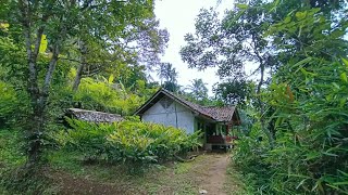 Download lagu AMAZING!! Afternoon Activities in a Quiet Village, Beautiful Natural Scenery, and a West Javanese... mp3