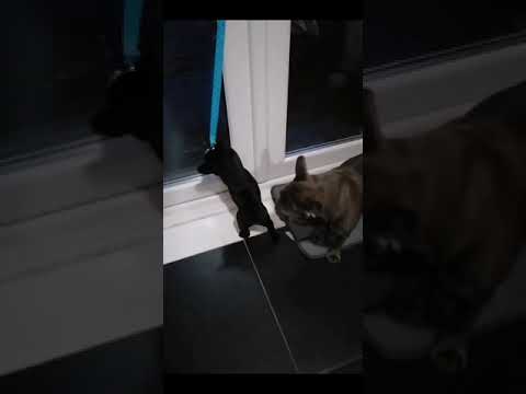 Mini French bulldog for adoption
