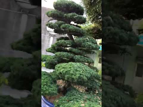 BONSAI PINE TREE