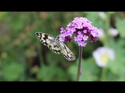 Days Fly By... A Painting, Card and Calendar