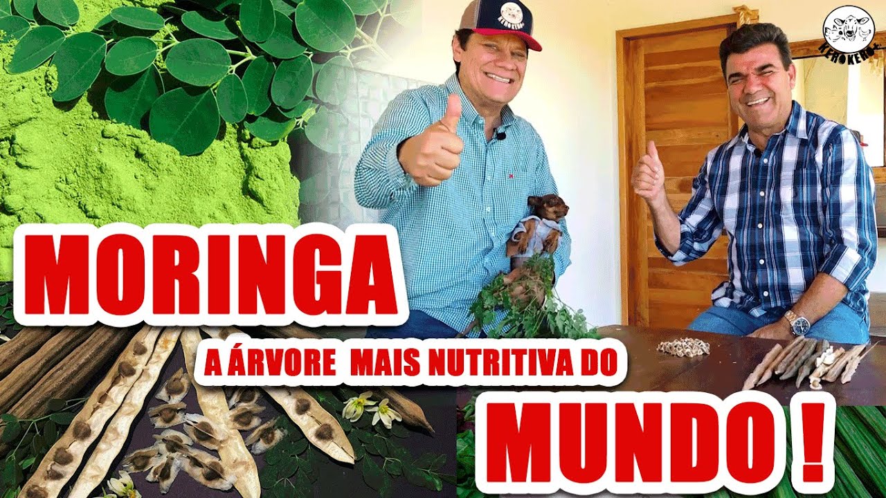 (MORINGA) A ÁRVORE MAIS NUTRITIVA DO MUNDO!