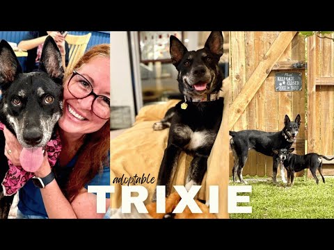 Trixie Loves Little Dogs, an adoptable German Shepherd Dog & Husky Mix in Syracuse, NY_image-1