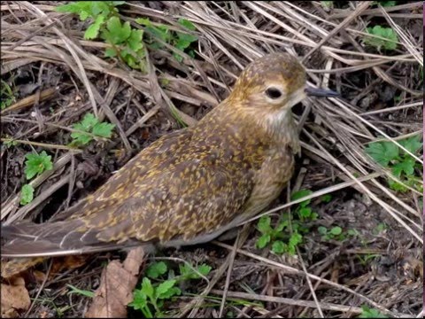 European Golden plover - Goudplevier