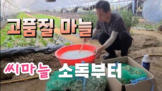 씨마늘 소독 꼭해야 바이러스 예방 마늘  신품종 홍산마늘 심는법
