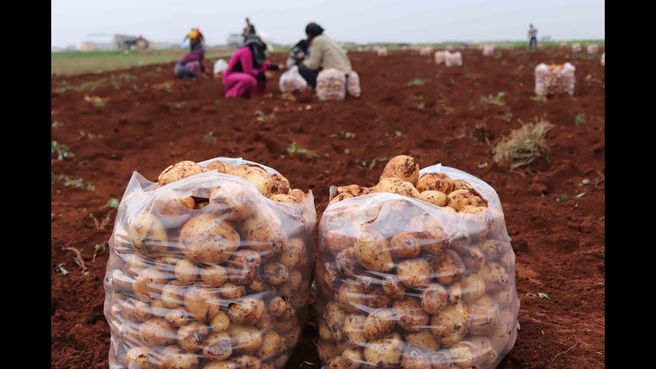 مرحلة جمع محصول البطاطا من أراضي المزارعين - طريق الحرير - منظمة طريق الحرير