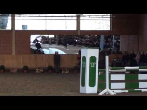 Borsalino - Hengstschau Wickrath 2015