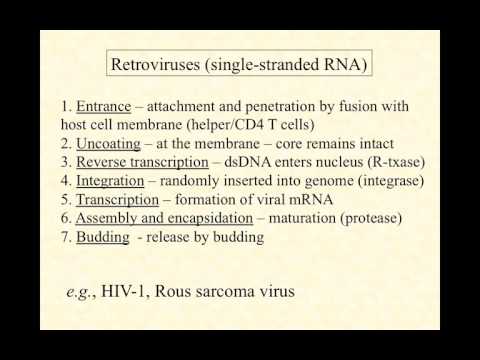 bio220 fa15 video lecture rna viruses   retroviruses   latency