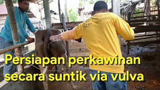 Download lagu Cara mengetahui birahi sapi saat di lakukan penyuntikan mp3