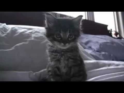 Hartendief, het mocht niet zo zijn...  Without you...