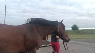 Difficult horse to load - how to help them settle and stay calm in the trailer.