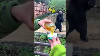 ¡Este oso pidió miel! 🐻🍯