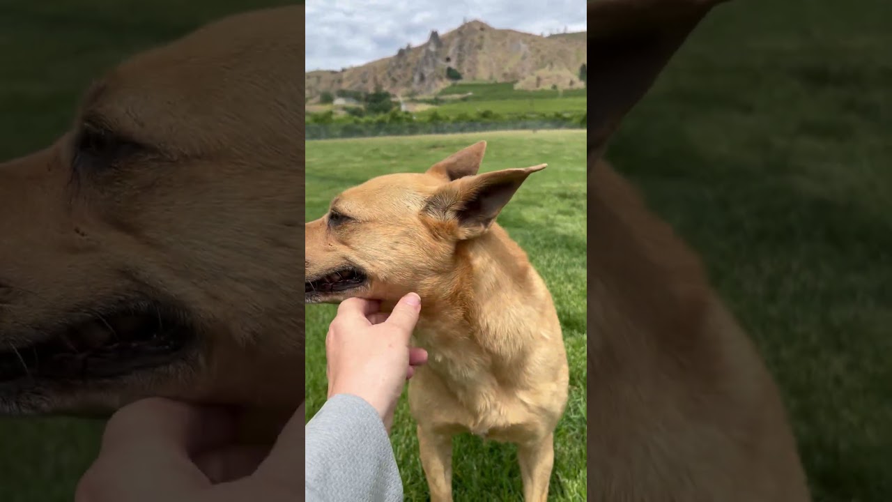 Enlarge Kassie, a Adoptable mixed breed in Cashmere, WA video 6/6