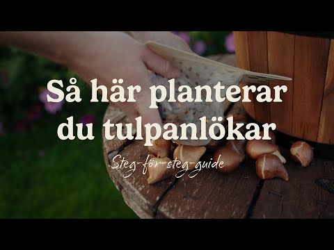 Så här kan du plantera tulpanlökar | Steg-för-steg guide till en vacker vårträdgård!