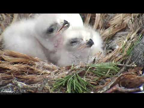 Red-tailed Hawk Chicks In Nest While Third Egg Pipping! – May 2, 2019