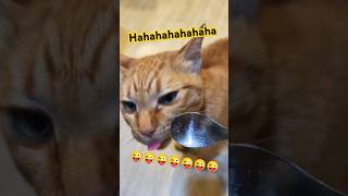 2026/5/6_67 貪吃SV #橘ひなの #橘貓 #橘猫 #貓咪日常 #cat #cute #貓貓日常