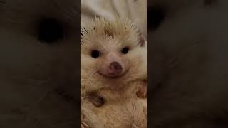 Hedgehog Animals Videos