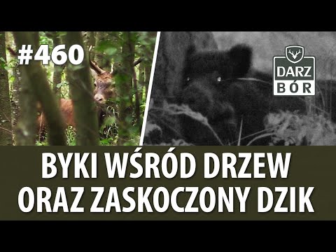 Darz Bór odc. 460. Rykowisko. Spotkania w cztery oczy