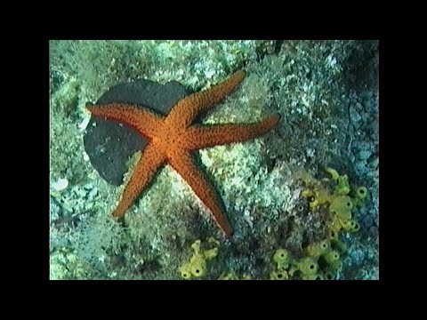 a paraziták népi gyógymódokkal történő kezelésének megelőzése férgek biorezonans kezelése