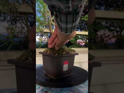 Rosemary the rosemary bonsai update 2019-10-05