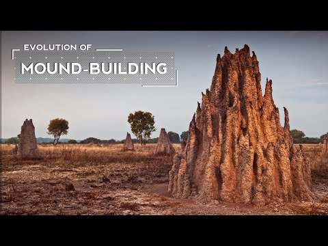 How Termites Evolved to Build Massive Mounds