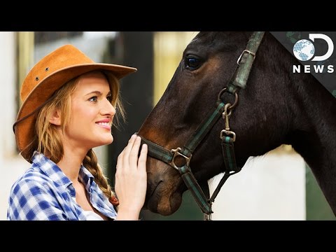 Did Horses Evolve To Read Human Emotions? - YouTube