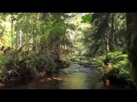 Auf grünen Auen - Eine Reise entlang der Salm | Fahr mal hin | SWR Fernsehen