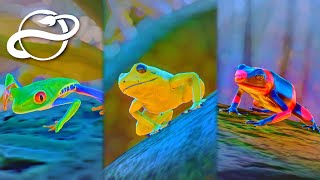 #7 初めての展示動物！ 極彩色のカエル達【Planet Zoo・建築実況】