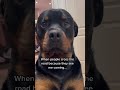 “that made me cry 🥹” @nalatheneedyrottie #rottweiler