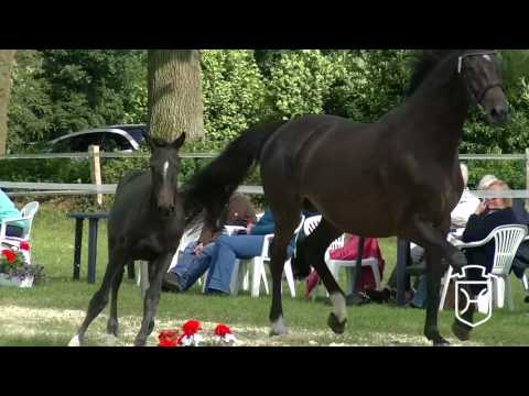 23 Stutfohlen von Diarado - Casall - Carry