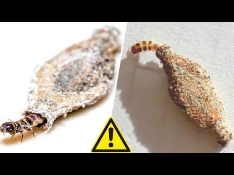 10 INSETOS Curiosos Que Vivem na Sua CASA - São PERIGOSOS ou INOFENSIVOS?