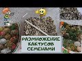 Размножение кактусов семенами в домашних условиях легко и просто. Моё пособие для начинающих Размножение кактусов семенами в домашних условиях легко и просто. Моё пособие для начинающих