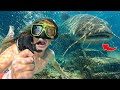 Scuba Noodling! Underwater Footage! Piles of Catfish!!!