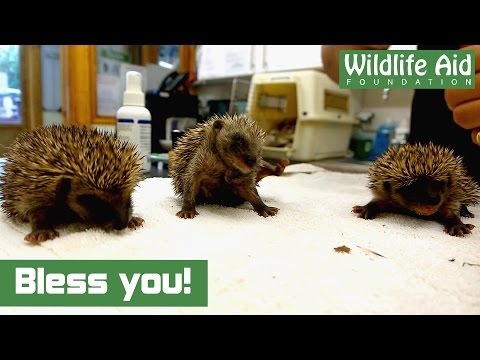Rescued cuties: baby hedgehog hiccups!