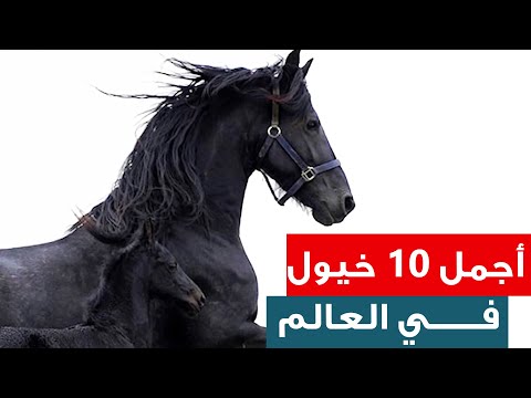 , title : 'أجمل 10 خيول في العالم - أجمل سلالات الخيول في العالم تعرف عليها'