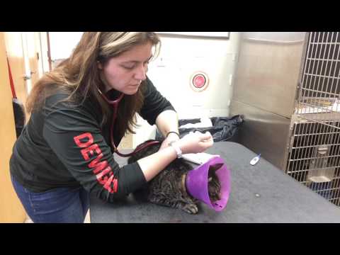 SPC auscultate heart cat