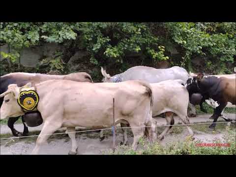 TRANSUMANZA IN ANDATA E RITORNO DAGLI ALPEGGI A ROBILANTE (CN) MART. 6 - 6 - 2023.