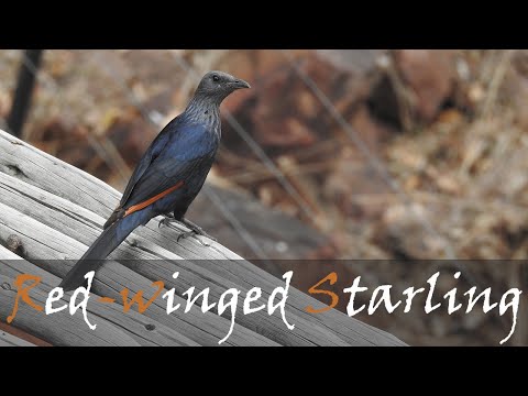 Škorec červenokrídly (Onychognathus morio) — video o speve a chove