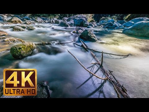 4K Summer Forest Walk Scenery with Nature Sounds - Water & Forest - Part 4, TRAILER 42