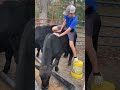 Day 1 Of Trying To Ride A Bull Farm Cow Shorts Countrylife NFR