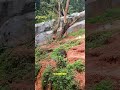 Thiruvananthapuram Zoo Kerala Tiruvaduram Kerala Tourists Place Tamilnadu Munnar