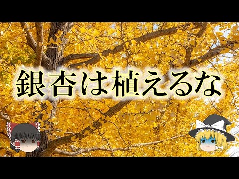銀杏の木 風水
