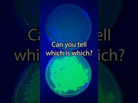 Genetically Modifying Bacteria Speed Run