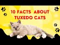 10 Facts You Didn T Know About Tuxedo Cats