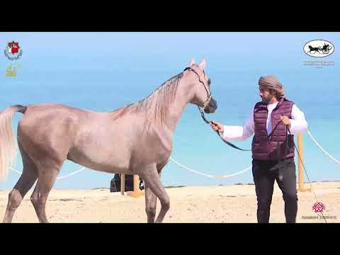 N.409 QANI AL E'ZZ - Al Dhafrah Arabian Horse Championship 2023 - Colts 2 Years Old (Class 7B).mp4