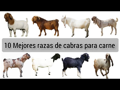 10 Best Meat Goat Breeds in the World